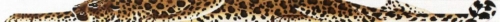 -Leo the Leopard-