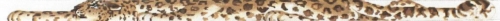 -Sandy the Snow Leopard-