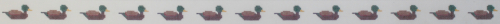 Mallard Ducks