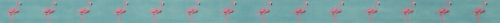 Flamingos
