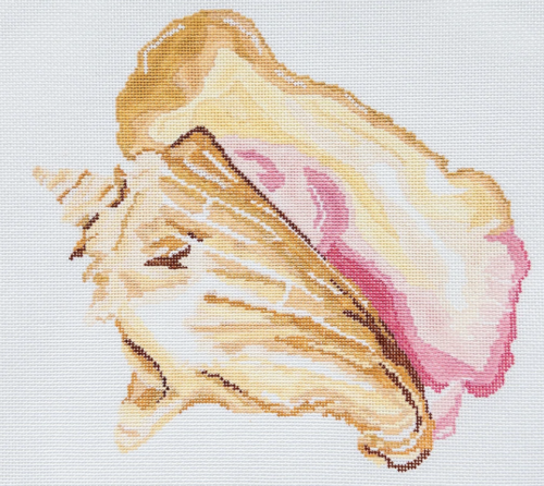 Large Queen Conch